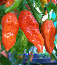 2011_BHUT_Jolokia_Ghost_Chilli BHUT Jolokia Ghost Chilli