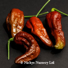 2011_CHOCOLATE_Bhut_Jolokia CHOCOLATE Bhut Jolokia