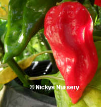 2011_Fatalii_RED Fatalii Red