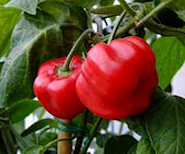 2011_Rocoto_Red Rocoto Red