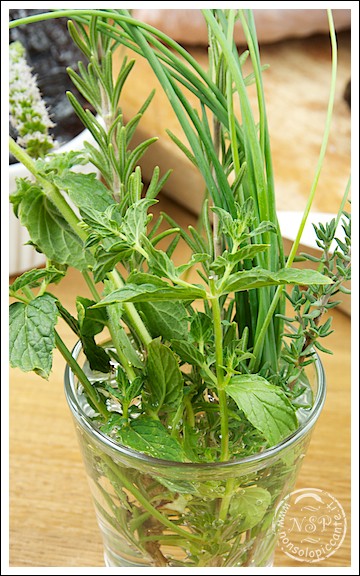 Erbe aromatiche Erbe aromatiche