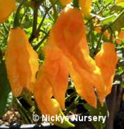 2011_BHUT_Jolokia_YELLOW BHUT Jolokia YELLOW