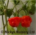Scotch Bonnet Red Scotch Bonnet Red