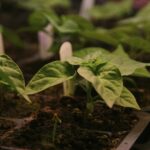 Bhut joloka