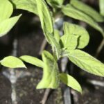 Rocoto