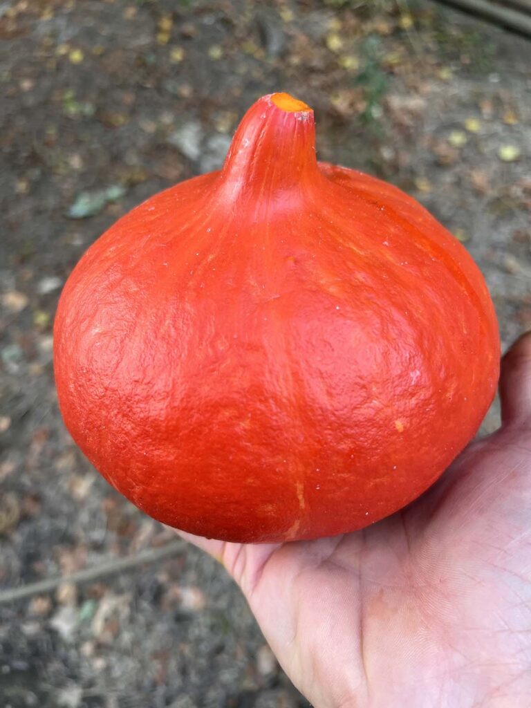 zucca hokkaido